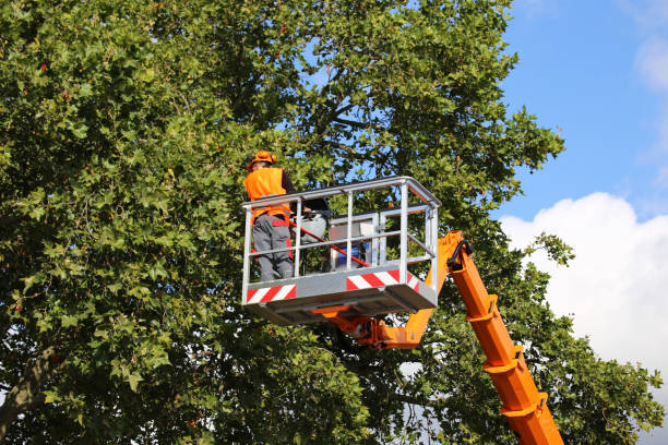 Professional Tree Care Services in Pine Castle, FL