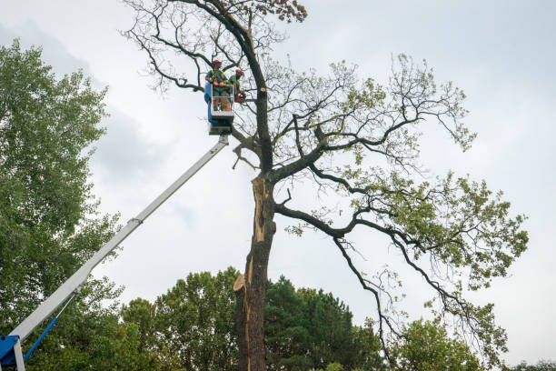 Best Tree Maintenance Programs  in Pine Castle, FL