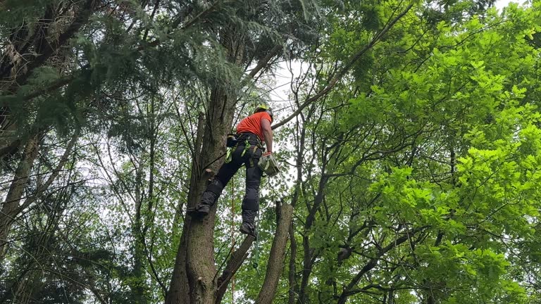 Seasonal Cleanup (Spring/Fall) in Pine Castle, FL